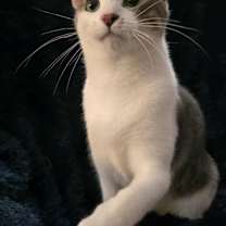 Thumbnail photo of Cannoli #3