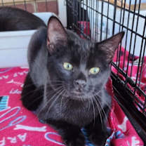 Thumbnail photo of Midnight Velvet #3