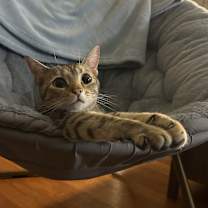 Thumbnail photo of Cedar #3