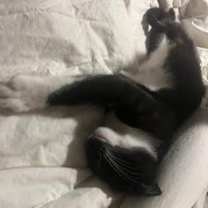 Thumbnail photo of T-Rex #3