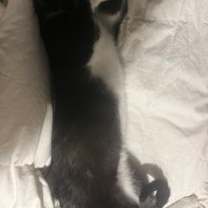 Thumbnail photo of T-Rex #4