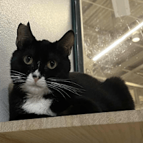 Thumbnail photo of Moxie #3