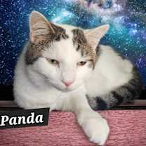 Thumbnail photo of Panda #2