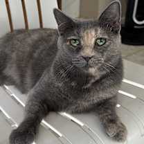 Thumbnail photo of Lily #1