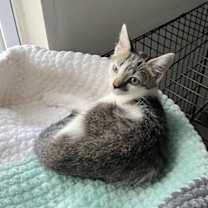 Thumbnail photo of Auggie #1