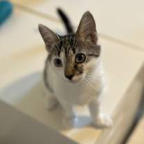 Thumbnail photo of Auggie #3