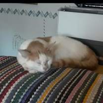 Thumbnail photo of Highland #2