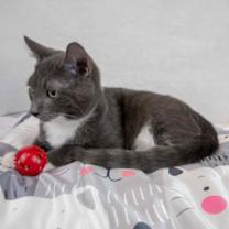 Thumbnail photo of Falafel #3