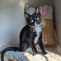 Thumbnail photo of Mercedes (Luxury Model) #3