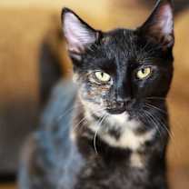 Thumbnail photo of Rizz ⭐️ #1