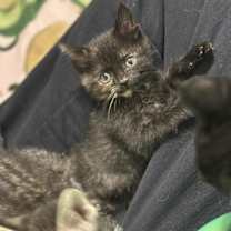 Thumbnail photo of Rizz ⭐️ #3