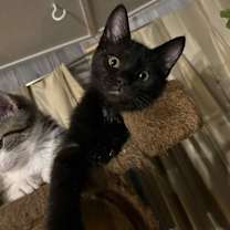 Thumbnail photo of Dante #3