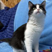 Thumbnail photo of Mugsy #1