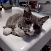 Thumbnail photo of Willow and Flopper #3