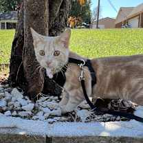 Thumbnail photo of Sage #2