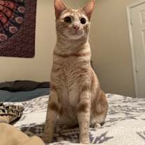 Thumbnail photo of Sage #4