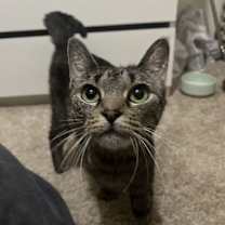 Thumbnail photo of 181482 Rosemary (Off Site Foster) #2