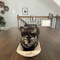 Thumbnail photo of Zuri #1