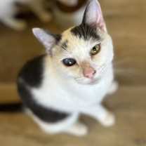 Thumbnail photo of Chucky #2