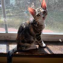 Thumbnail photo of Tupelo #2