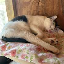 Thumbnail photo of Chucky #3