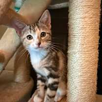 Thumbnail photo of Tupelo #4