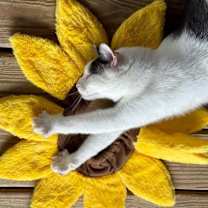 Thumbnail photo of Chucky #4