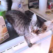 Thumbnail photo of Nevada #1