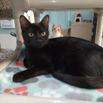 Thumbnail photo of Milkshake #3