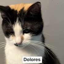 Thumbnail photo of Dolores #1