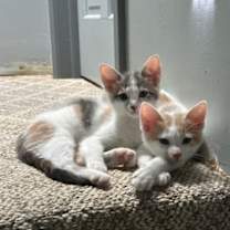 Thumbnail photo of Lily #3