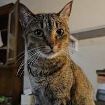 Thumbnail photo of Coco #3