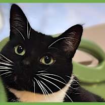 Thumbnail photo of Lola #1