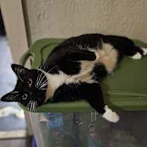 Thumbnail photo of Lola #3