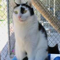 Thumbnail photo of Bailey #1