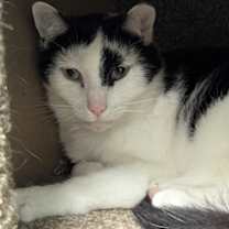 Thumbnail photo of Bailey #2