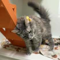 Thumbnail photo of Sheeba #3