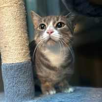 Thumbnail photo of Tally #2