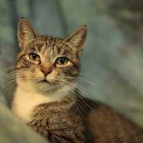 Thumbnail photo of Mayra (FeLV+/FIV+) #4