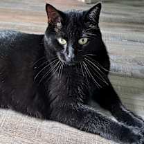 Thumbnail photo of Rosie #1