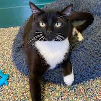 Thumbnail photo of El Amigo #3