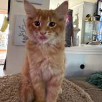 Thumbnail photo of Cat&Kittens!- FOSTERS NEEDED #2