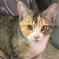 Thumbnail photo of Cat&Kittens!- FOSTERS NEEDED #3