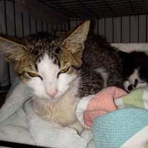 Thumbnail photo of Firefly #3