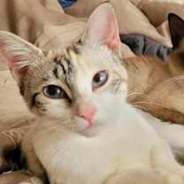 Thumbnail photo of Lynx #1