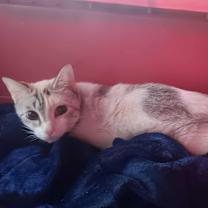 Thumbnail photo of Lynx #2