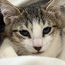 Thumbnail photo of Leila #2