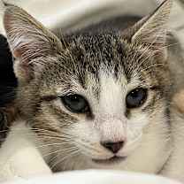 Thumbnail photo of Leila #3