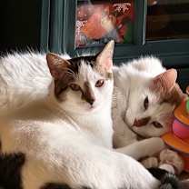 Thumbnail photo of Midnight #4