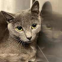 Thumbnail photo of Torvi #3